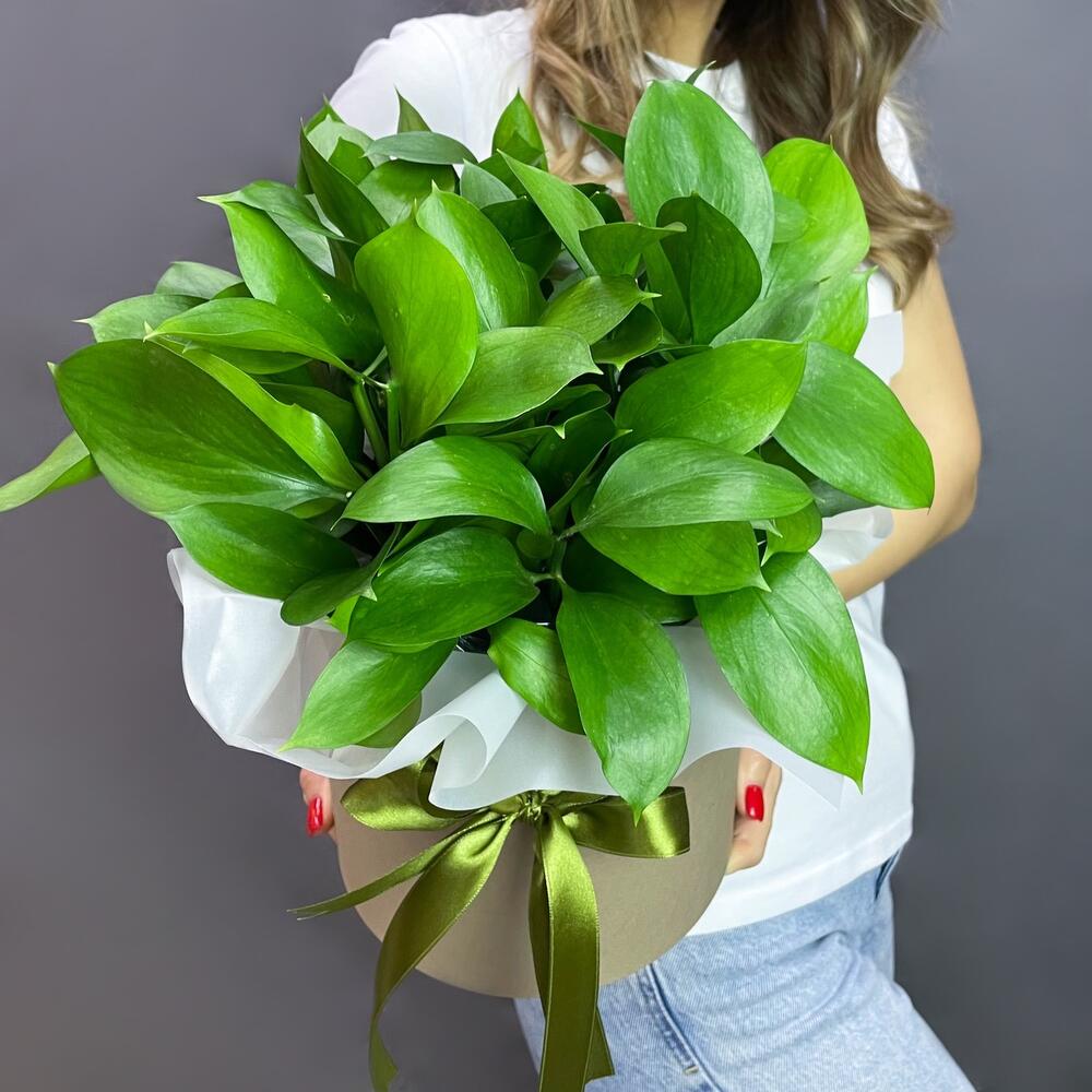 Рускус в коробке